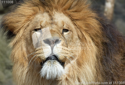 Image of African Lion