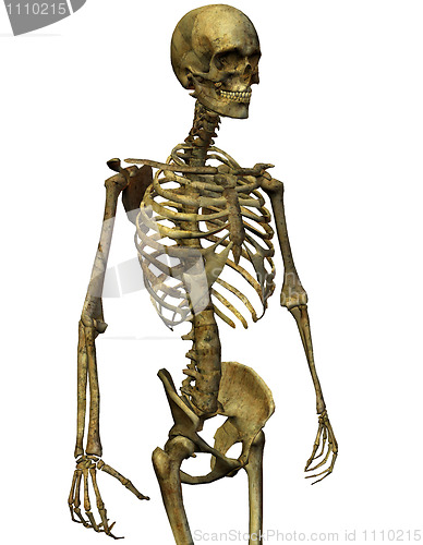 Image of Male skeleton torso