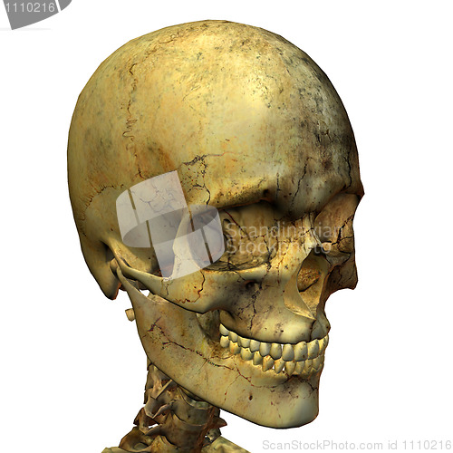 Image of male skull
