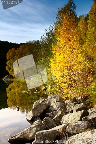 Image of Birch Tree on The Water in autumn, Norway