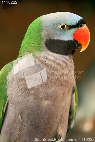 Image of Parrot