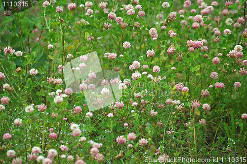 Image of Meadow grown with blossoming clover