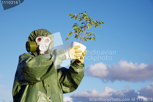 Image of Person in protective clothes holds last ficus