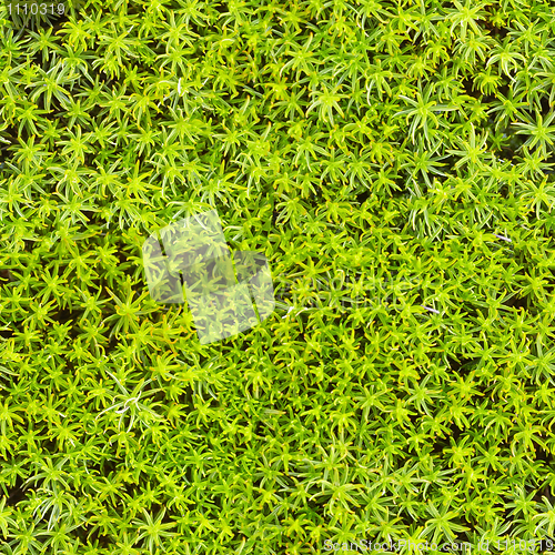 Image of Seamless texture - marsh moss