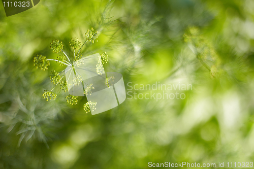 Image of Blurred abstract background - fennel seeds