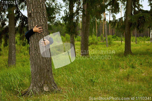 Image of Man hugging big tree in forest