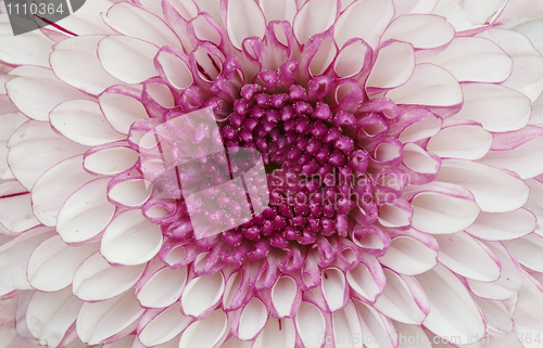 Image of Big lilac flower close up - background