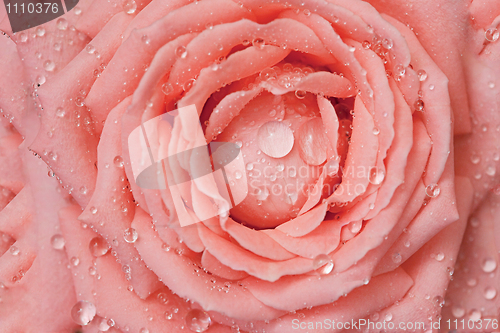 Image of Drops of water on rose-petals