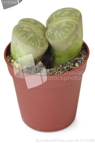 Image of Two cactus without needles in a pot