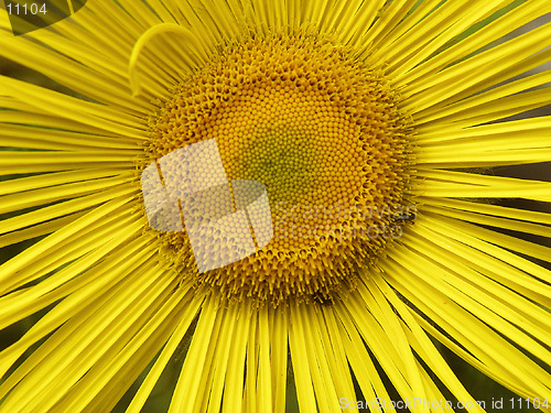 Image of Yellow Flower