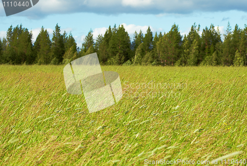 Image of Green fields, woods and sky