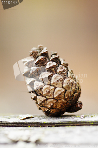 Image of Old pine cone