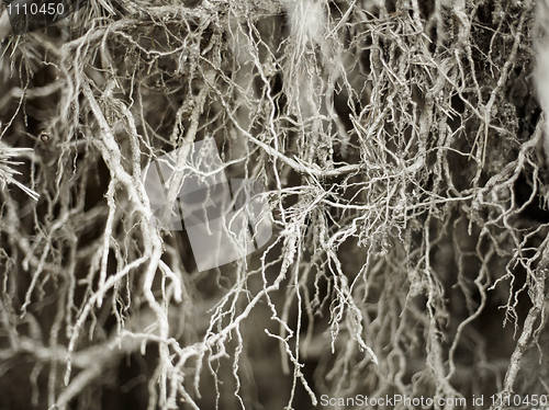 Image of Bared root system of old tree - background