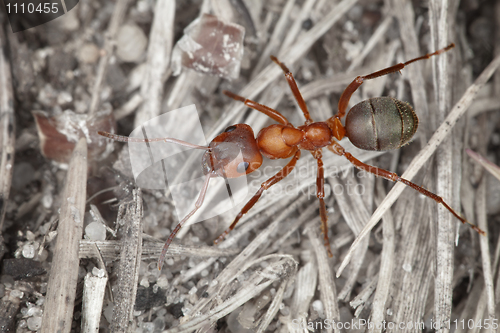 Image of Wood red big ant close up