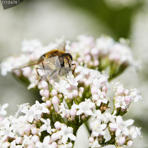 Image of Fly eats on white inflorescences