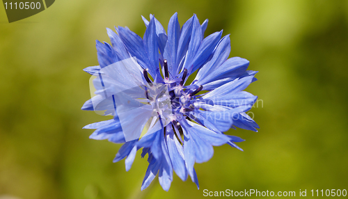 Image of Blue flower - Centaurea closeup