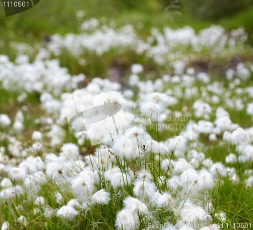 Image of Marsh northern vegetation