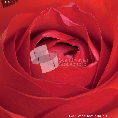 Image of Red rose close up