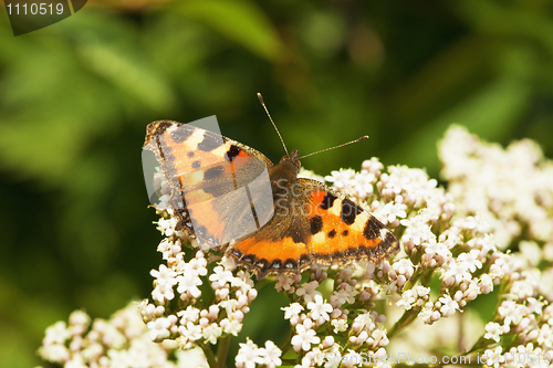 Image of Aglais urticae - butterfly