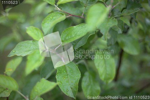 Image of Young runaways of an apple-tree