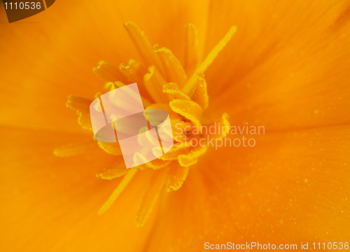 Image of Orange little flower close-up - background
