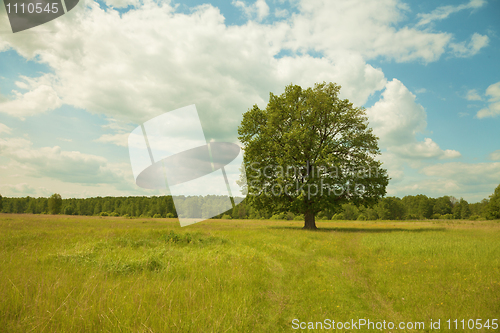 Image of Tree alone growing in field - oak