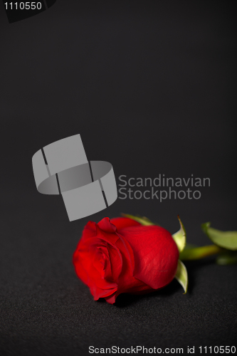 Image of One rose on dark background
