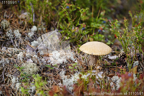 Image of Mushroom among moss and lichen