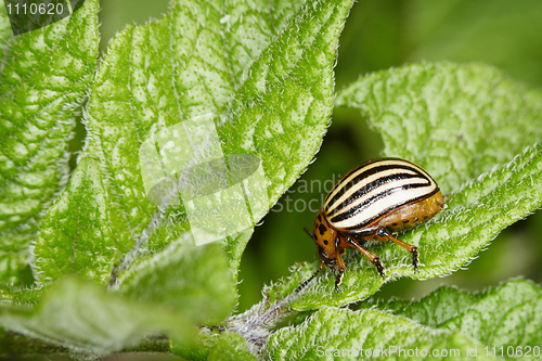 Image of Colorado bug eats potato greens