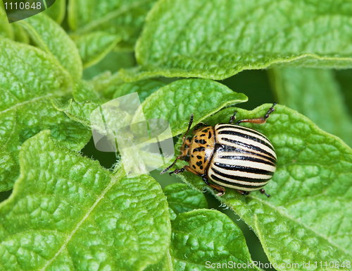 Image of Colorado bug on potato leaves