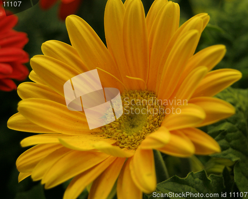 Image of Yellow Gerbera