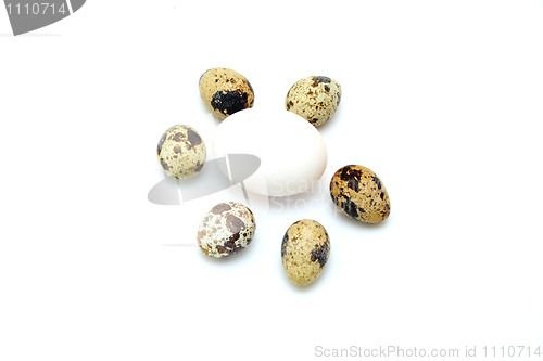 Image of quail eggs with white egg