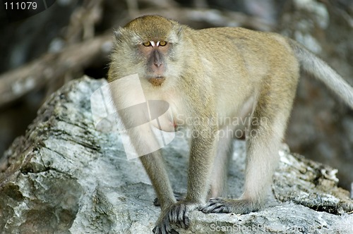 Image of monkey