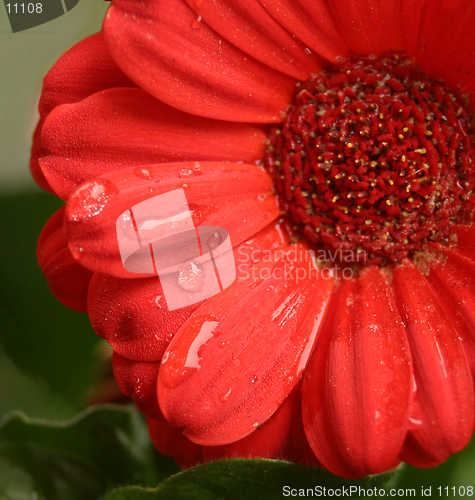 Image of Red Gerbera