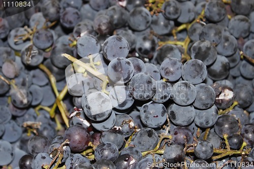 Image of Grape berries of wine varieties