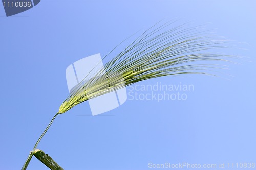 Image of Blooming green ear of barley