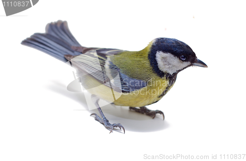 Image of Great Tit, Parus Major