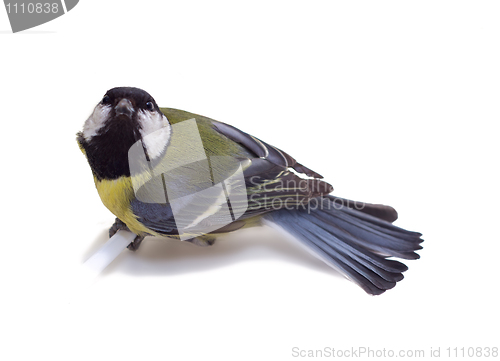 Image of Great Tit, Parus Major