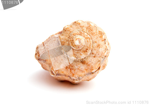 Image of Sea shell