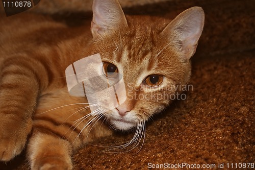 Image of Young orange cat