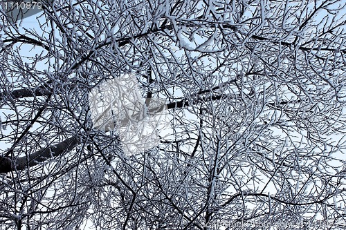 Image of Winter trees covered with hoarfrost (5)