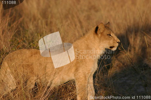 Image of lioness starting out on hunt