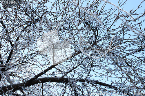Image of Winter trees covered with hoarfrost (4)