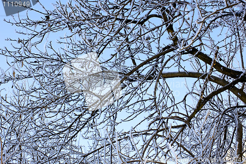 Image of Winter trees covered with hoarfrost (3)