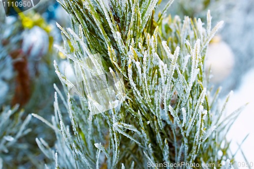 Image of Pine branch covered with rime