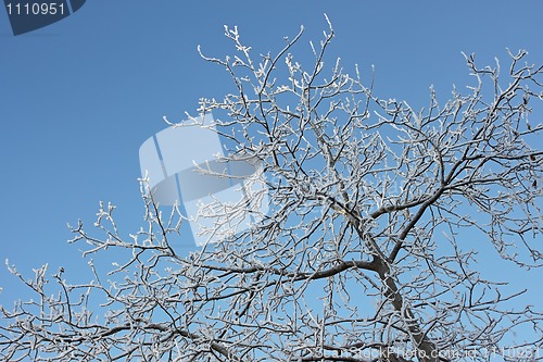 Image of Winter trees covered with hoarfrost (2)