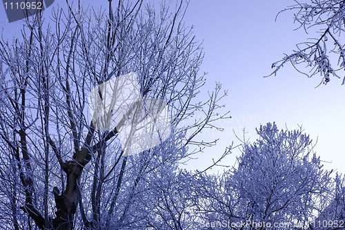 Image of Winter trees covered with hoarfrost (1)