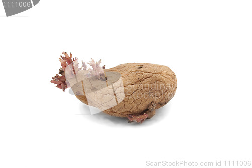 Image of potato with pink shoots isolated on white background 