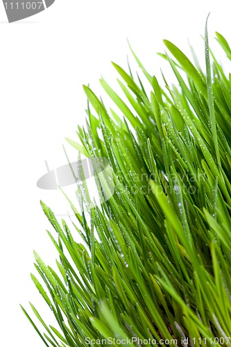 Image of fresh wet grass