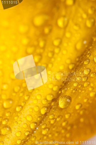 Image of petal with water drops